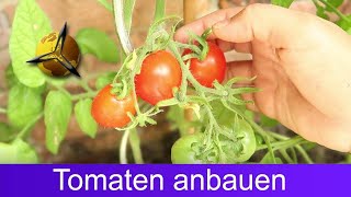 Tomaten selber ziehen Tomatenanbau für Anfänger [upl. by Ramona]