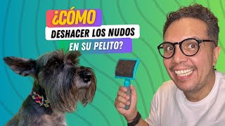 Desenredando el pelo de tu perro  Lo que NADIE te dice [upl. by Anselm11]