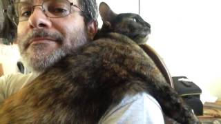 Tortoiseshell Cat Dottie Loves to Snuggle [upl. by Isadore]