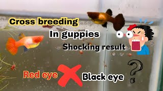 Cross breeding in guppy albino gene with black eye gene 🧬 hyderabadhindi allinteresting [upl. by Megen]