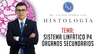 Histología  Sistema linfático  Órganos secundarios [upl. by Emmit]