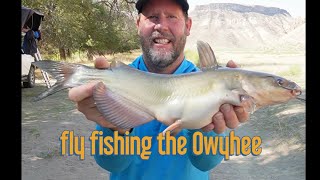 fly fishing the Owyhee oregon [upl. by Ocsinarf110]