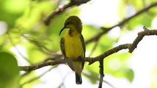 The Olive Backed Sunbird  WILDLIFE SINGAPORE BIRDING  4K [upl. by Bathelda]