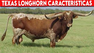 🔴 TEXAS LONGHORN CARACTERÍSTICAS ✅ Ganadería Vacuna [upl. by Ema]