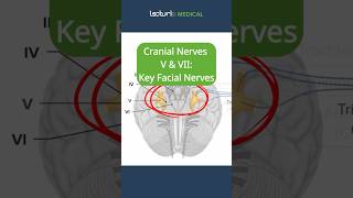 Cranial Nerves V amp VII The Facial Nerves 😊 TrigeminalNerve FacialExpression CranialNerves USMLE [upl. by Eilhsa642]