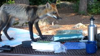 Visitor to my Voyageurs National Park campsite part 3 [upl. by Nerro]