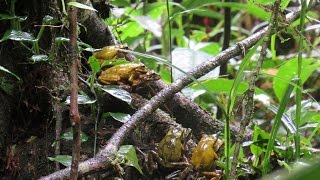 Mexican tree frog breeding site Smilisca baudinii [upl. by Ellehcim586]