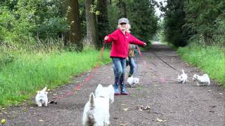 Westie puppies 8 weeks old [upl. by Aniat]