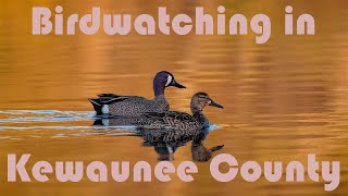 Kewaunee County Is Great For Birdwatching [upl. by Garson]