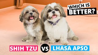 Shih Tzu vs Lhasa Apso Which is Better for You [upl. by Elylrac848]