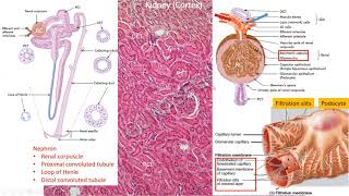 Histology of urinary system kidney ureter amp urinary bladder [upl. by Lucila]