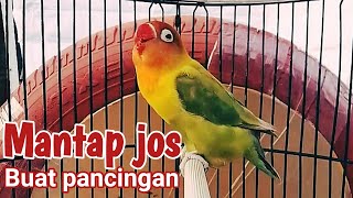 Panggil sesaat Langsung ajak lakbet lawan ngetik ngekek panjang masteran lovebird fighter [upl. by Maison69]