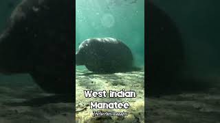 🐬 West Indian Manatee 🐬 animals manatee marinelife freediving scubadiving [upl. by Alidia]