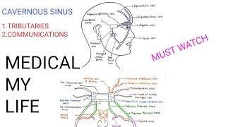 CAVERNOUS SINUS  PART2 [upl. by Adnale323]