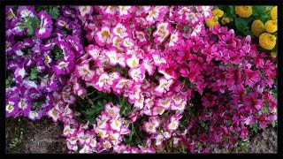 Fitzroy Gardens  The Conservatory Schizanthus  Calceolaria 🌼 [upl. by Kath]