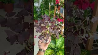 Oxalis plant vairalvideo plantcare plants garden [upl. by Aihtnis]