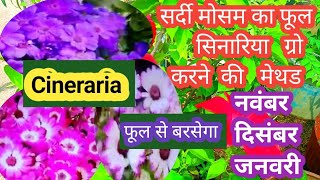 How to grow Cineraria from seeds November to April tak phooli phool cineraria winter flower plant [upl. by Gunzburg566]