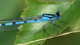 Common Blue Damselfly Enallagma cyathigerum [upl. by Raama]