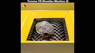 Tortoise VS Shredder Machine 😨 [upl. by Nitsrik]