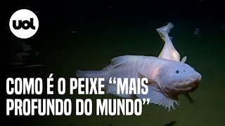 Vídeo mostra como é o peixe mais profundo do mundo capturado por cientistas a 8 km da superfície [upl. by Kessel463]