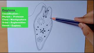 labelled diagram of Euglena  Euglena diagram  Euglena drawing  Euglena drawing outline [upl. by Oiramad]