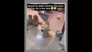 DOG  BEAR 🐶🐻 cutedogs cutebearvideos cutebear cutebears cutedogs cutedogsvideo shortsfeed [upl. by Arraeic235]