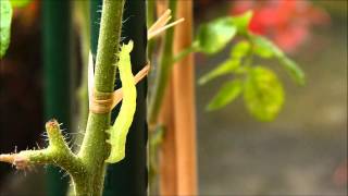 CHENILLE DE LA NOCTUELLE DE LA TOMATE verte fluo [upl. by Donavon]