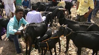 Osmanabadi goats on sale in Bijapur bazaar [upl. by Eleonore]