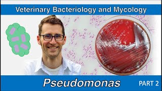 Pseudomonas  nonfermenters Part 2  Veterinary Bacteriology and Mycology [upl. by Niraj366]