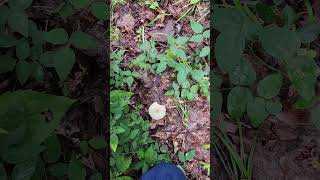 Russula virescens the green russula in southern illinois [upl. by Symer699]