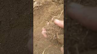 potting soil mix indoor plant soil mix malayalam treanding song motivationalvide garding [upl. by Gare]