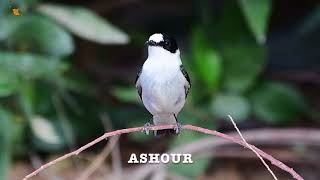 Collared Flycatcher [upl. by Adnoma]