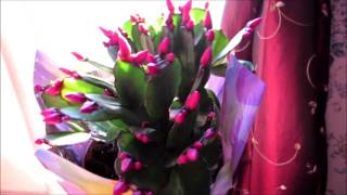 ✿My new lovely Easter Cactus Hatiora gaertneri flowering houseplant VEDA DAY 472017✿ [upl. by Miah]