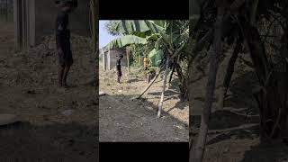 plantation veggies relaxation organicharvesting healthylifestyle uljhan [upl. by Lait549]