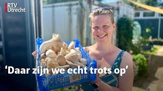 In de zeecontainer kweken ze de gekste paddenstoelen  RTV Utrecht [upl. by Manly]