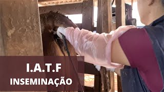 PROTOCOLO PARA INSEMINAÇÃO ARTIFICIAL EM NOVILHAS [upl. by Llenhoj]