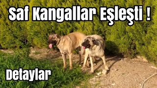 SAFKAN KANGALLARI ÇİFTLEŞTİRDİK  KANGAL ÇİFTLEŞMESİ  KANGAL YAVRULAR İÇİN GERİ SAYIM DOG MATING [upl. by Inittirb276]