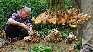 Grandma shares 4 ways to cook ginger｜生薑怎麼做最好吃？阿婆和家人教你4種做法，酸甜鹹味全上｜food f广西 美食 ｜玉林阿婆 [upl. by Anileba472]