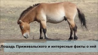 Лошадь Пржевальского и интересные факты о ней [upl. by Ailehpo]