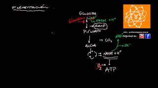 Fermentación [upl. by Moguel]