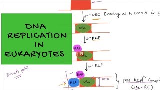 DNA Replication in Eukaryotes – An Overview [upl. by Rie700]