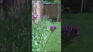 Alliums Flower Timelapse 4 MONTHS in 60secs [upl. by Alphonso]