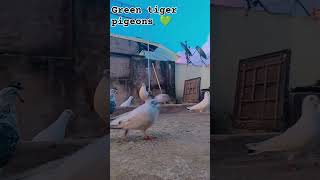 Green tiger pigeons please subscribe aur like 🥹 song dusdonsong love deepjandu shorts [upl. by Poliard421]