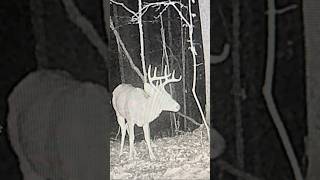 Bucks on trail cam deer [upl. by Vierno]