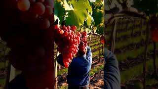 I Ate GRAPES for 30 Days and Got SHOCKING Results 55 grapevine fruit grapegrowing grapeharvest [upl. by Vince825]