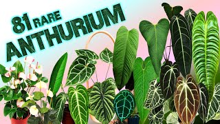 81 ANTHURIUM SPECIES  HERB STORIES [upl. by Hayn549]