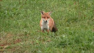 Fuchs anlocken auf 3m [upl. by Candyce]