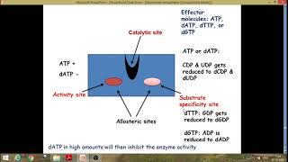 Regulation of ribonucleotide reductase and synthesis of thymidylate [upl. by Essirehc]