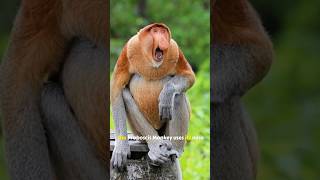 Proboscis Monkey The Unique Nose of Nature  Fascinating Wildlife Facts [upl. by Roter]