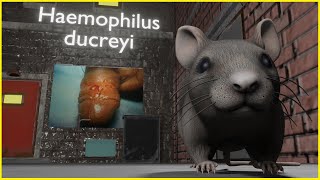 Haemophilus ducreyi ANIMATED Mnemonic for the USMLE [upl. by Hnilym]